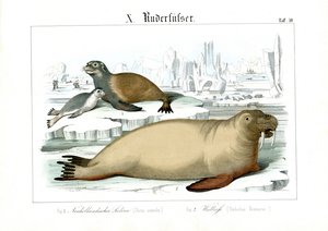 Marine Mammals of Polar Regions by C. Roth