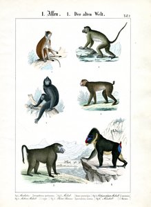 More Monkey Species of the Old World by C. Roth