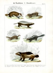 Mustelid Carnivores by C. Roth