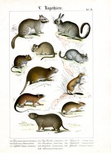 Rodents from Various Continents by C. Roth