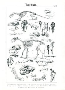 Skeletons and Skulls of Carnivores by C. Roth