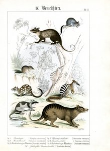 Various Marsupials from Australia and America by C. Roth