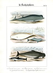 Whales and Dolphins in Their Marine Habitats by C. Roth