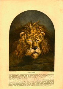The Lion