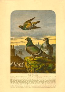The Pigeon by C Sheeres