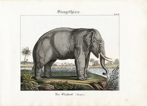 African Elephant by C. Steglich