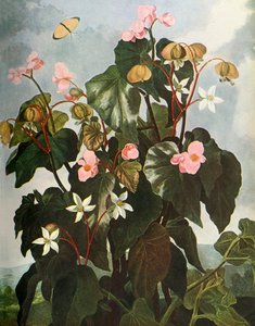 Oblique-leaved Begonia by Caldwell