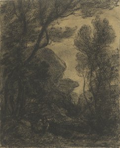 Forest view at evening