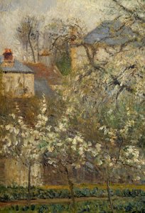 Vegetable garden and trees in bloom in spring in Pontoise