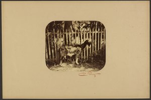 Goat by Camille Silvy