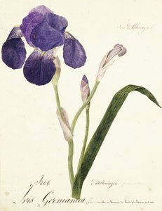 German Iris; Iris Germanica