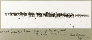N.Z.M.F.A. Transport Horses Drawn Up for Inspection on the Beach, Khan Yunis by Capt. Arthur Rhodes