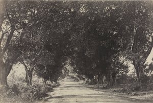 Avenue of the Banian Trees, Seringham, India, 1858
