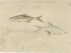 Four Barbel Fish by Carel Adolph Lion Cachet