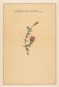 Ficus by Carel Borchaert Voet