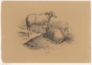 Four Sheep by Carel Christiaan Antony Last