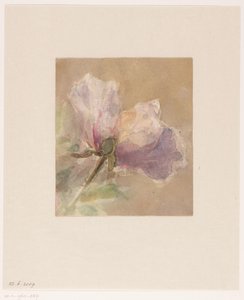 Withered Rose