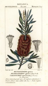 Albany bottlebrush