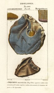 Fossil of extinct oyster species