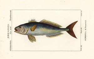 Greater amberjack