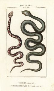 Ring-necked Spitting Cobra, Hemachatus haemachatus 1, and Martinique Lancehead, Bothrops lanceolatus 2 by Carini Carini