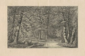 Beech Forest by Carl C. Brenner