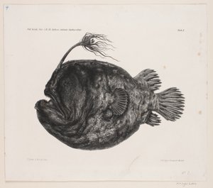 Natural History Drawing
