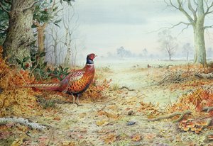Cock Pheasant