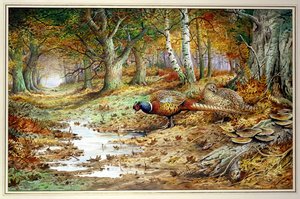 Cock Pheasant and Sulphur Tuft Fungi