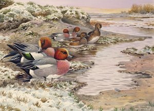 Daybreak on the Washes - Wigeon