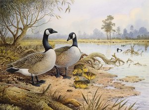 Geese: Canada