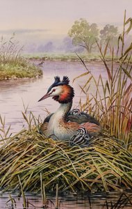 Great-Crested Grebes