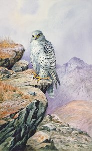 Gyrfalcon by Carl Donner