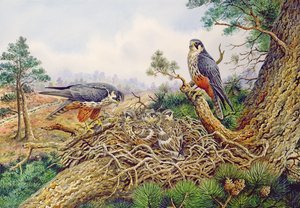 Hobbys at Their Nest