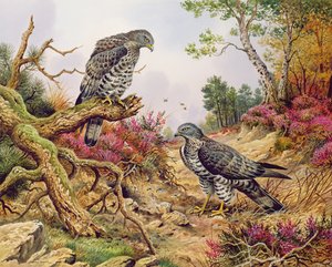 Honey Buzzards