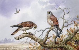 Pair of Kestrels