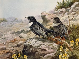Ring Ousels by Carl Donner