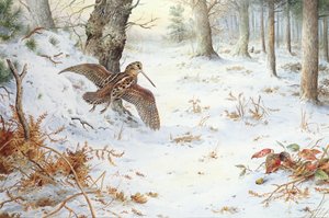 Snipe in Wooded Landscape