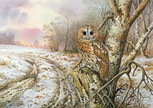 Tawny Owl