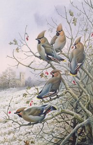 Waxwings by Carl Donner
