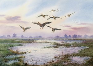 White-Fronted Geese Alighting
