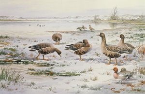 White Fronted Geese by Carl Donner