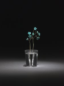 Forget-Me-Nots