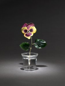 Pansy, late 1800s-early 1900s