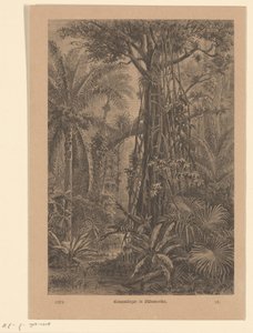 Forest view (Strangler fig in South America) by Carl Gottlob Specht