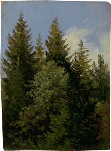 Firs by Carl Gustav Carus