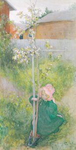 Appleblossom