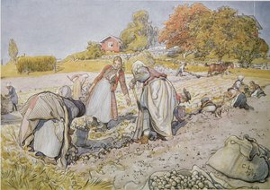 Digging Potatoes