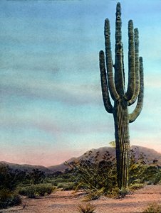Giant Cactus in the Sonora desert, Arizona, circa 1920 by Carl Simon