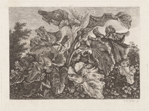Plant Study with Burdock by Carl Wilhelm Kolbe